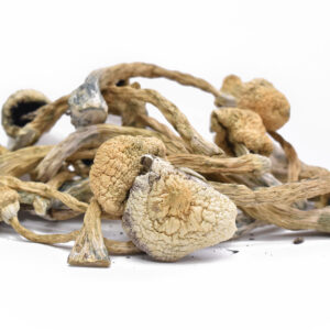 Lyophilized Albino Treasure Coast Magic Mushrooms