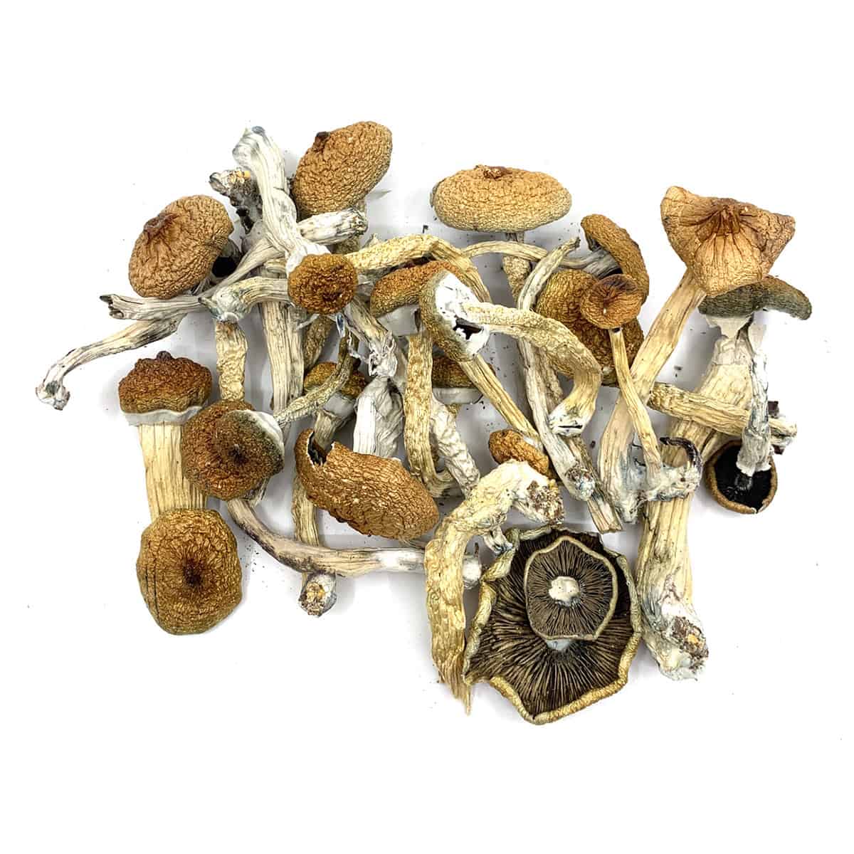 Lyophilized Blue Meanie Magic Mushrooms