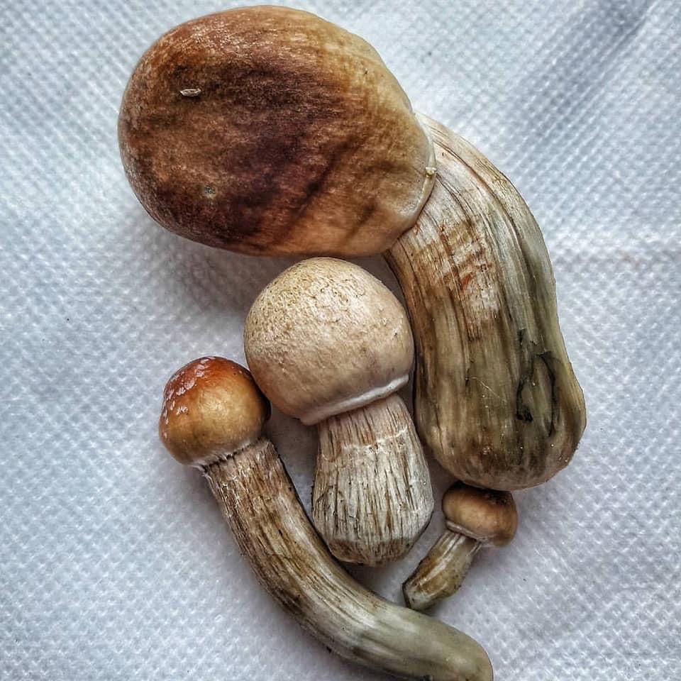 Albino Penis Envy Magic Mushrooms - Image 2