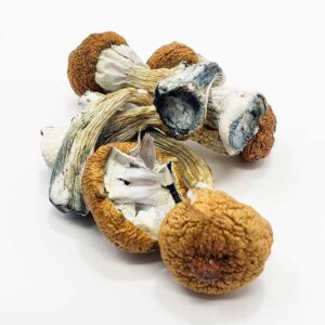Blue Meanies Magic Mushrooms