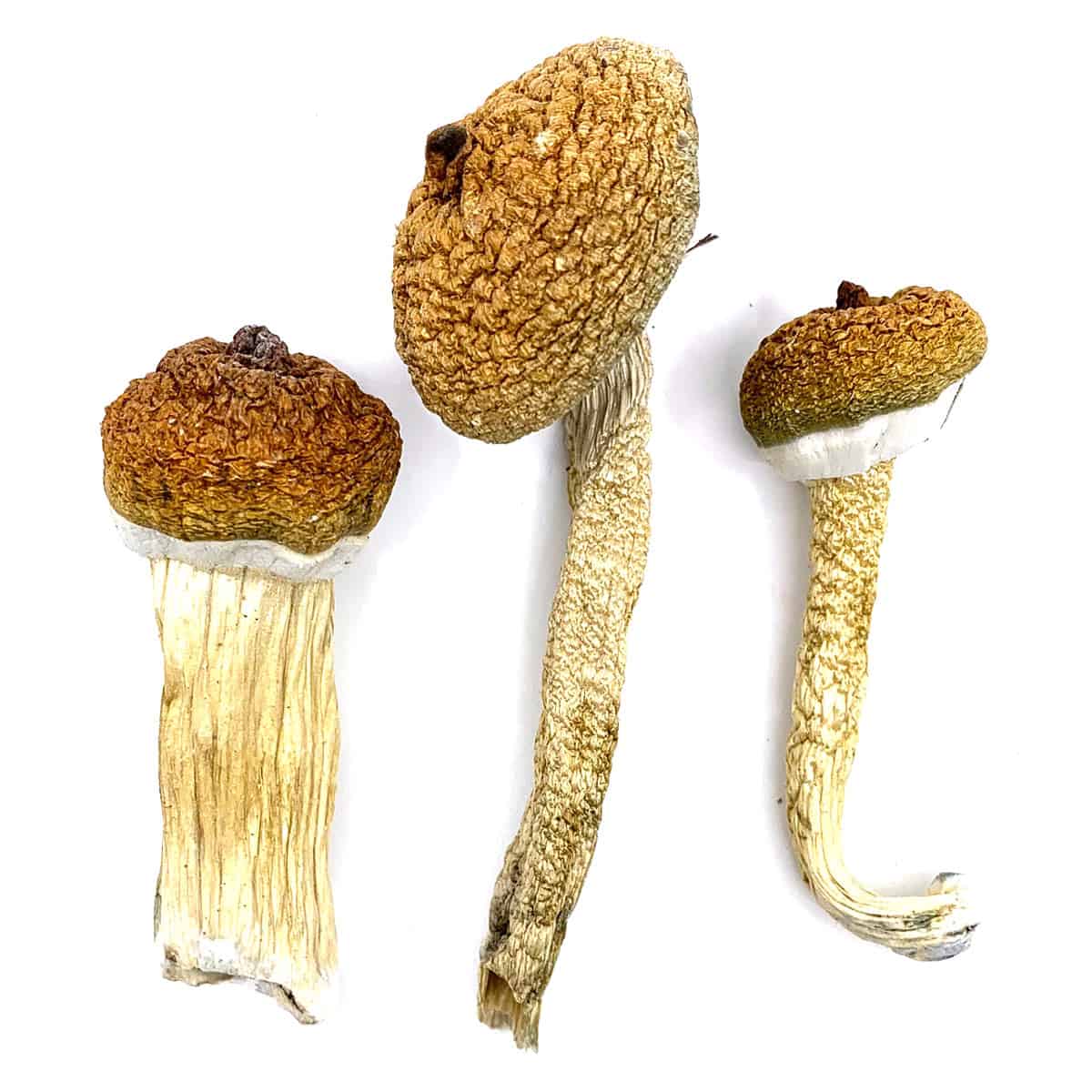 Enigma Magic Mushrooms - Image 2